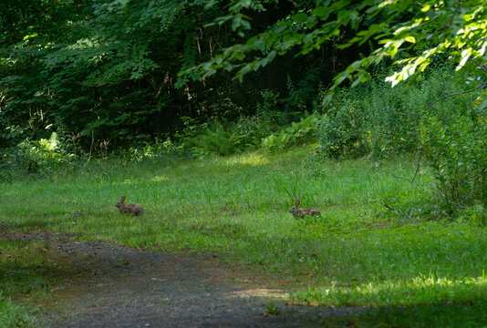 a pair of eastern cotton tails