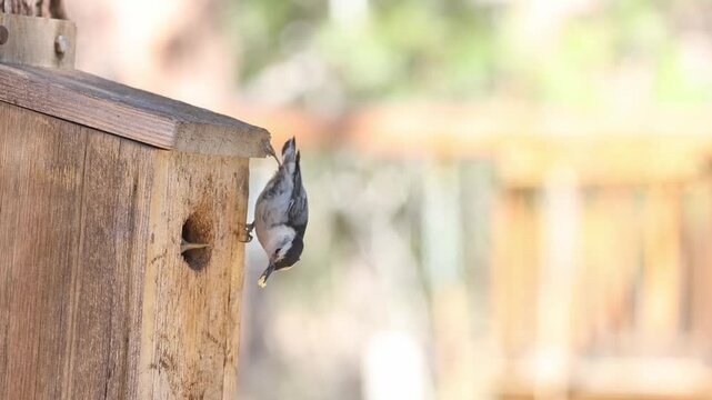 White-breasted nuthatch (Sitta carolinensis) parent delivers grub to nestling at rustic wooden birdhouse, Lassen County, California &mdash; slow motion.