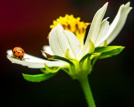 Orange ladybird beetle with black spots resting on a white daisy petal