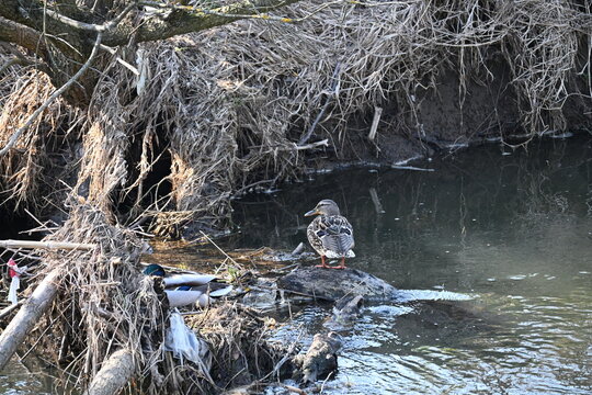 Duks in the water