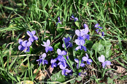 spring crocus flowers