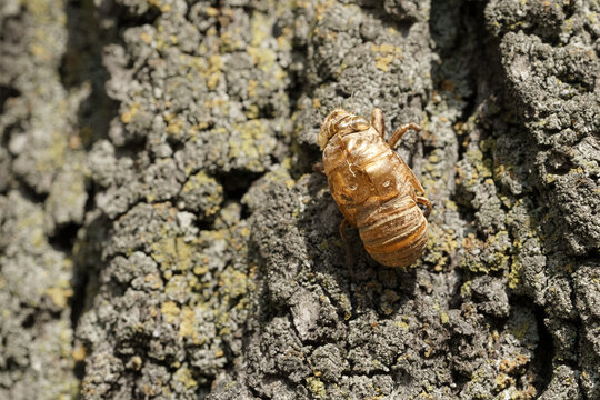 Cicada insect on a tree