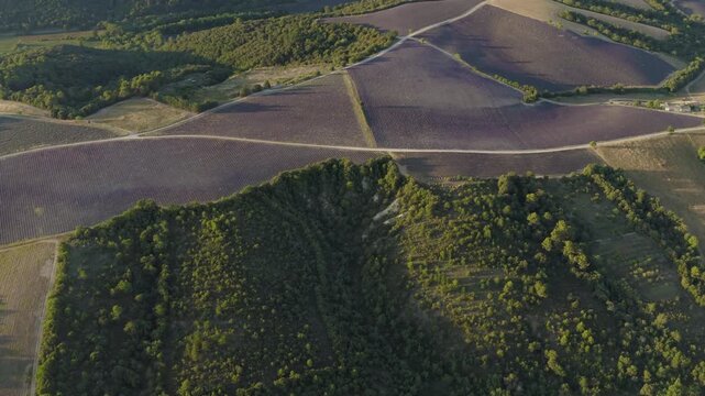 High angle drone view of vibrant purple lavender rows stretching across rural countryside under a warm evening sky