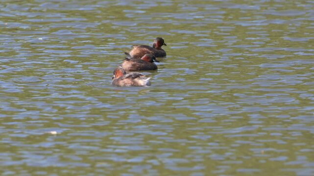 Three Little Grebes or Dabchicks (Tachybaptus ruficollis) together on a lake. August, Kent, UK [Half speed]
