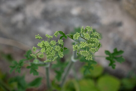 Detail of hogweed plant flowers outdoors.