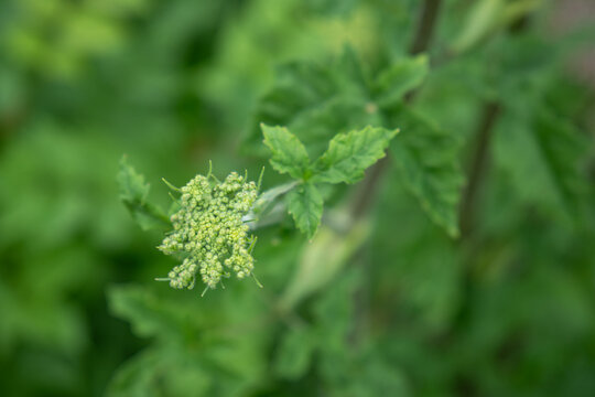 Detail of hogweed plant flowers outdoors.