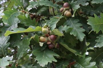 Close-up of green oak leaves and ripening brown acorns. © Miroslav