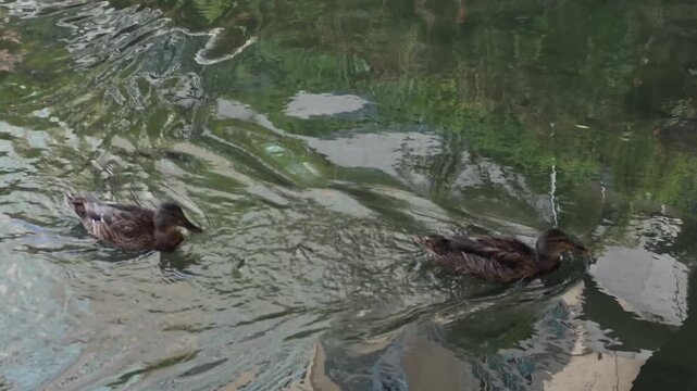 Two Wild Ducks Swimming in Clear Water with Visible Orange Feet