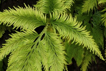 Detailed close-up of vibrant green Selaginella fern foliage. © Miroslav