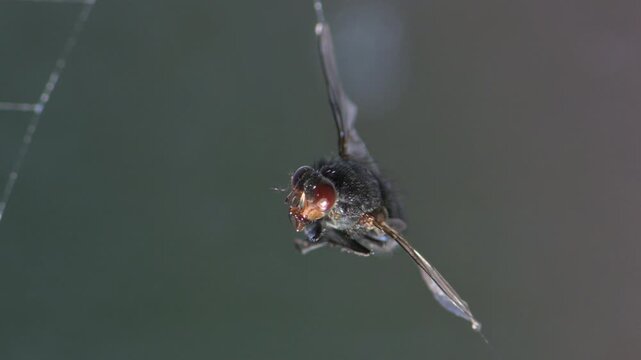 Bluebottle fly (Calliphora vomitoria) female caught in a spider's web. August, Kent, UK [Slow motion x4]