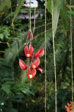Exotic red Thunbergia mysorensis flowers hanging in nature.