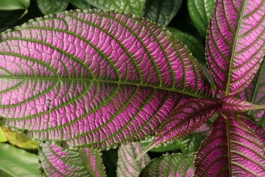 Detailed view of purple and green Strobilanthes dyeriana leaves.