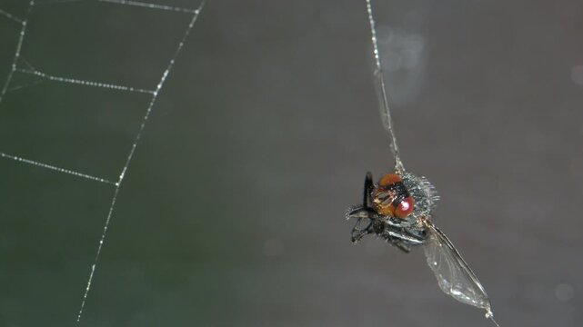 Bluebottle fly (Calliphora vomitoria) female caught in a spider's web. August, Kent, UK [Slow motion x5]