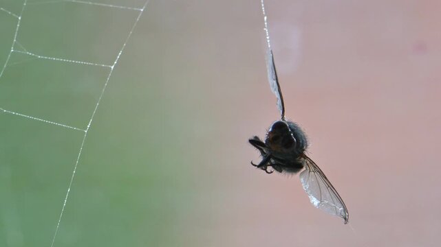 Bluebottle fly (Calliphora vomitoria) female caught in a spider's web. August, Kent, UK [Half speed]