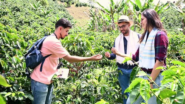 Tourists exploring coffee plantation learning about coffee bean harvesting, video 4k real time