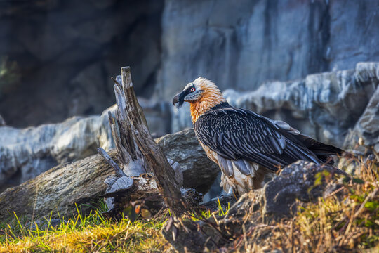 Innsbruck, Austria, Alpine Zoo, bird of prey, bearded vulture. Bearded vulture perches on a rocky outcrop.