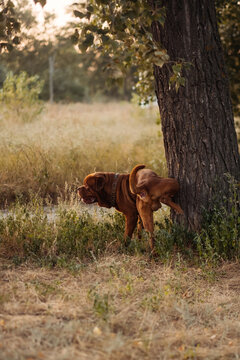 French mastiff dog peeing on tree trunk outdoors in field at sunset
