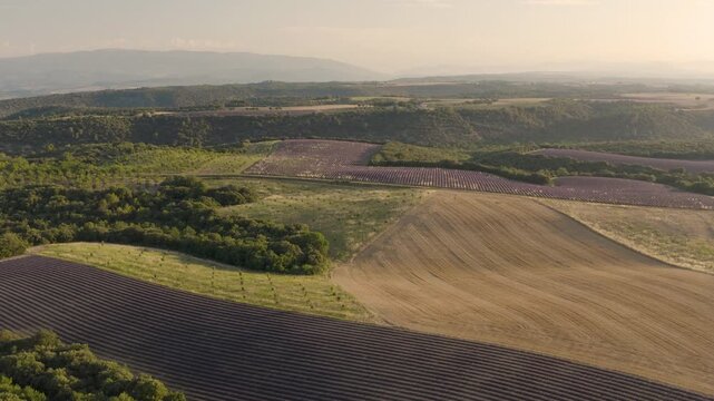 Panoramic drone view of vibrant lavender fields in full bloom in the rural countryside of southern France