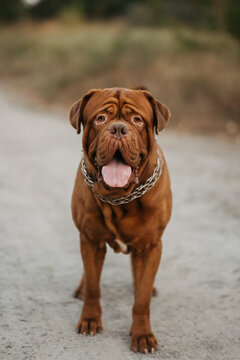 French mastiff sitting on the ground outdoors in a park