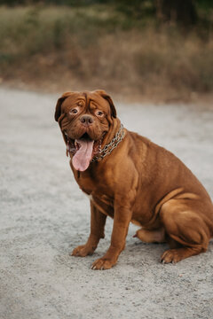 French mastiff sitting on the ground outdoors in a park