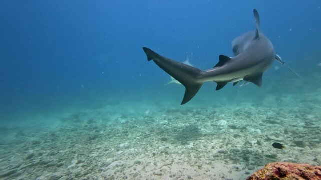 Grey reef shark gracefully navigating the shallow coral reef in clear blue tropical waters, with a remora attached, exploring marine life on the seabed. Underwater footage. Fiji islands