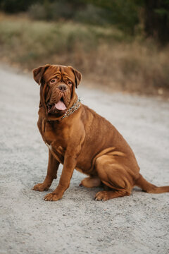French mastiff sitting on the ground outdoors in a park