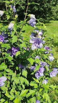 Blooming hibiscus syriacus bush with purple double flowers swaying in wind. Rose of Sharon shrub in summer garden. Flowering plant with lilac petals
