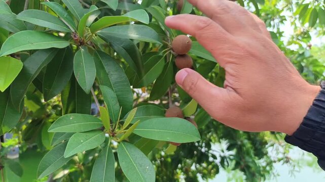 Close up of hand touching sapodilla fruit on green tree branch
