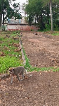 Long tailed macaque monkey walking on dirt ground in park