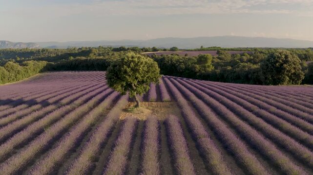 Aerial tracking shot flying over symmetric purple lavender fields toward a solitary green tree at golden hour