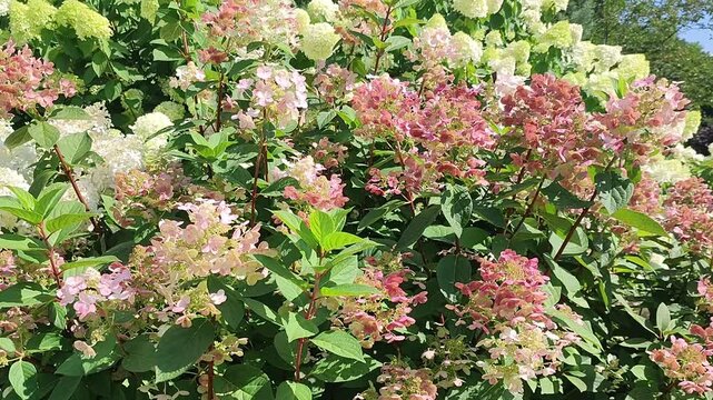 Blooming hydrangea paniculata bush with white and pink flower clusters swaying in wind. Summer garden with blooming shrub. Nature background of flowering plants in park