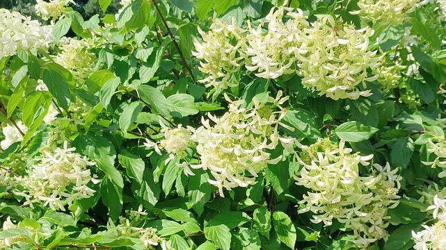 White hydrangea paniculata flowers blooming on green bush in summer garden. Camera moving along blossoming branch. Nature floral background concept.