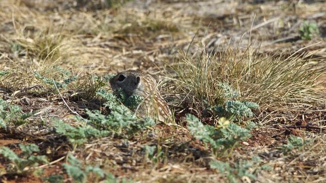 Thirteen-Lined Ground Squirrel Emerging from Underground Burrow - 4K Wildlife