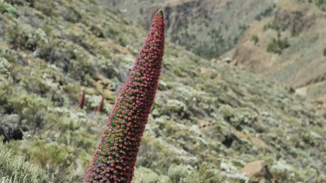 Tajinaste en el Teide