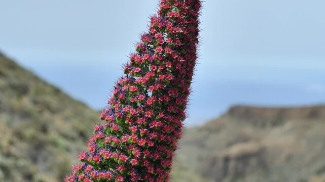 Tajinaste en el Teide
