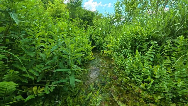 Lush greenery frames a narrow, shallow stream. Vrmdza Lake hike. Serbia