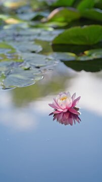 Lotus flower or water lily in the pond with green leaves floating on the water
