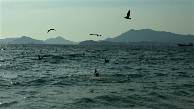 Pelícanos cazando y pescando en el mar en el océano pacifico en la costa mexicana de manzanillo en un hermoso atardecer soleado animales de la vida silvestre aves marinas majestuosas clima tropical