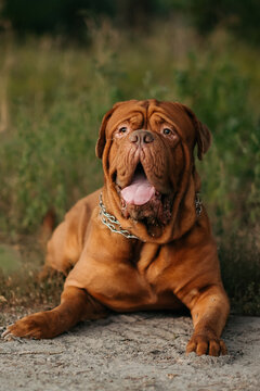 Bordeaux dog lying outdoors, French mastiff on the grass.