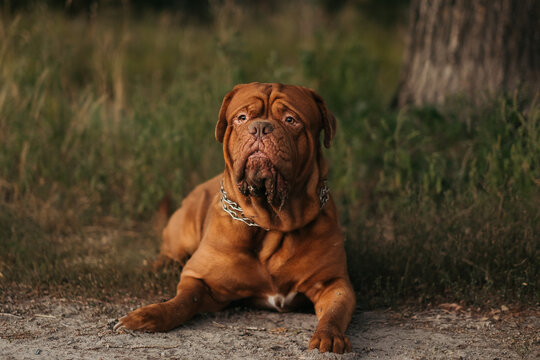Bordeaux dog lying outdoors, French mastiff on the grass.