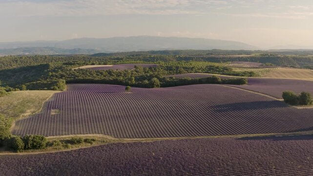 High angle drone view of vibrant purple lavender rows stretching across rural countryside under a warm evening sky