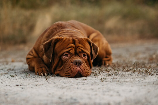 Sad Dogue de Bordeaux lying on the ground outdoors, French Mastiff portrait in natural habitat.