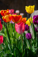 Obraz premium Colorful tulips Rembrandt Triumph and Darwin hybrid varieties blooming in spring garden