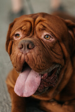 Close-up portrait of Dogue de Bordeaux showing tongue, happy French mastiff outdoors.