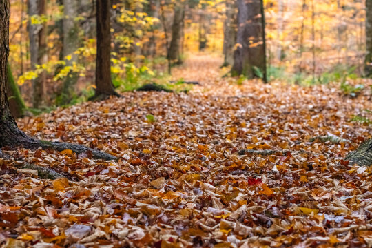 Wet weather autumn day, woodland trail, fall foliage copy space background image, outdoors hike background image
