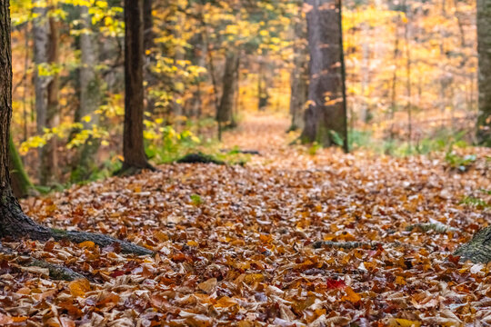Wet weather autumn day, woodland trail, fall foliage copy space background image, outdoors hike background image
