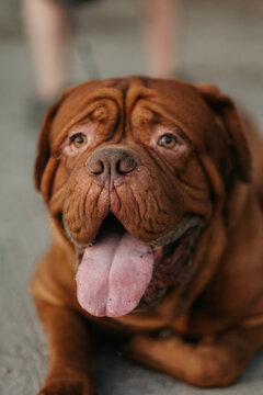 Close-up portrait of Dogue de Bordeaux showing tongue, happy French mastiff outdoors.