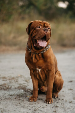 French mastiff sitting on the ground outdoors in a park