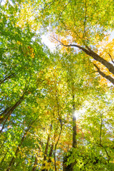 Fototapeta premium rock city park, olean , NY, fall season forest, gigantic rock formations