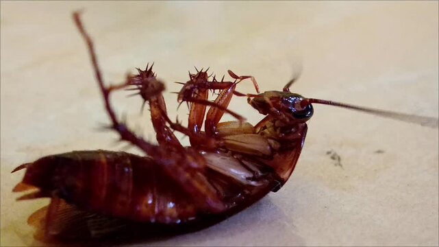 Close-up footage of a cockroach crawling on a floor surface, capturing its natural movement and detailed body
